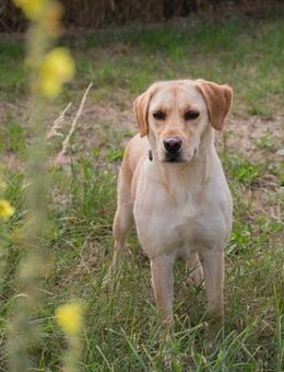 kinderliebe Labradorhündin Connie! - Duisburg