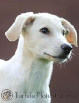 ARIO - verspielt, neugierig, sozial - Linden (Hessen)