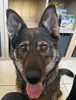 Lassie sucht Platz als Einzelprinzessin - Buttstädt