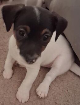 Jack Russel Welpen suchen demnächst ihr eigenes Körbchen - Lathen