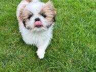 Shih Tzu - Bremen