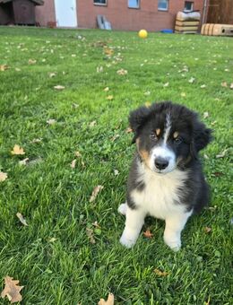 Traumhafte Australian Shepherd Welpen! - Stemwede
