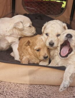 Maltipoo mix Welpen - Kandern