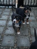 Große Schweizer Sennenhund Welpen in 86643