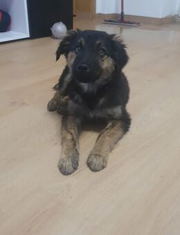 Schäferhundin Mix abzugeben - Wustrow (Wendland)