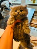 BritischKH Kater in 50667