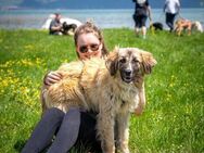 Kuschelbärin Timea sucht PS/ES - Berlin