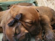 Harzer Fuchs Welpen -Altdeutscher Hütehund - Gschwend