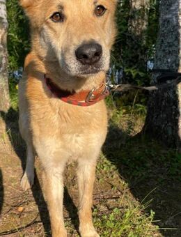 Kent❤️auf der Suche nach seiner Familie - Rott (Inn)