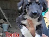 TONJA ❤ sucht Zuhause oder Pflegestelle - Langenhagen