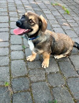 Terrier, Corgi mischling weple - Versmold Zentrum