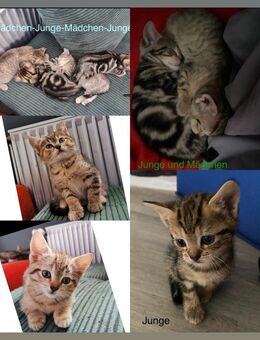 Siam/bkh -mix Kitten - Salzgitter