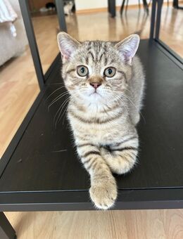 1 WUNDERSCHÖNE BKH kitten Abgabebereit - Eislingen (Fils)
