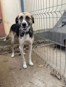 🆘 Notfall 🆘 Notfall 🆘❤️Süßer Romeo❤️ - Eislingen (Fils)