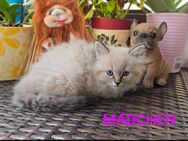 Ragdoll Katzen babys - Schiffweiler