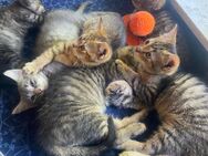 Katzenbabys zu verkaufen - Saulheim
