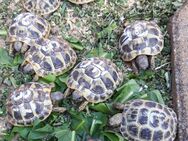 griechische Landschildkröten - Kühlenthal