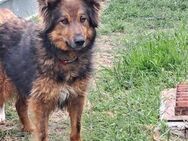 🌞 Ruhiger Zorba sucht dein Herz! 💖 - Eislingen (Fils)