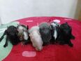 Niedliche männliche Degu Kids in agouti, schwarz,blue-non ,Schecken suchen demnächst Dich! in 32479