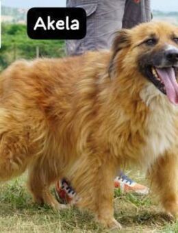 Akela Will der beste Junge ... - Kissing