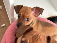 Zergpinscher Welpen - Hanau (Brüder-Grimm-Stadt) Großauheim