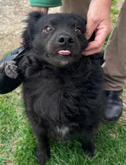 Kleiner♥Tim♥ sucht seine treuen Menschen - Hamburg