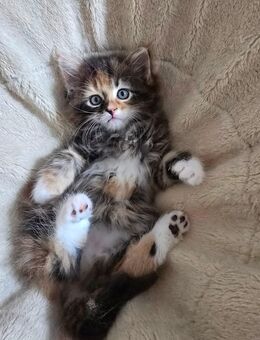 Maine Coon Mix Kitten 👑 - Ainring
