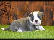 3 Old English Bulldog Welpen - Prenzlau