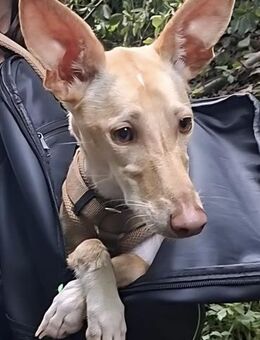 Kinsi sucht ihr Für-Immer-Zuhause - Grevenbroich