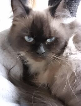 Schöne Color Point Perserdame in liebe Hände abzugeben - Troisdorf