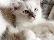 Reinrassige Ragdoll Kitten (Mädchen und Junge) - Burglengenfeld