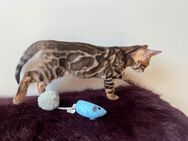 Sparbl Brown Bengal Katze süß, lieb und selten - Bad Oeynhausen