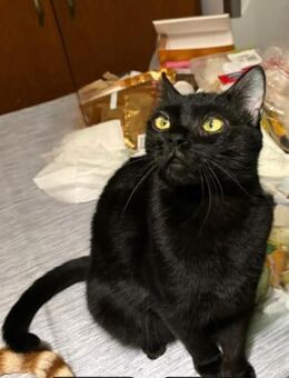 Diego - Schönheit mit dem Kämpferherz - Kirchheim (München)