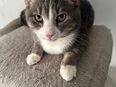 Katzen Zu Verkaufen in 47475
