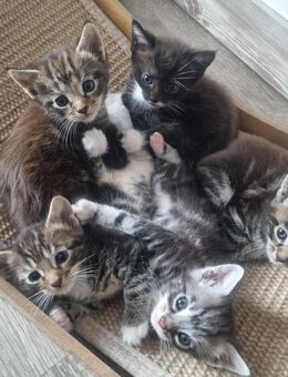 Maine Coon Kitten Mix - Grimma