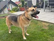 Gipsy sucht ein neues Zuhause - Fronreute