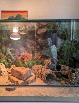 Terrarium 100x50x50 mit Leopardgeckos - Bochum