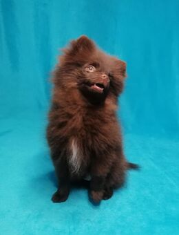 Zwergspitz/Pomeranian Rüde choco Rüde - Bad Rappenau
