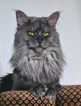Maine Coon Deckkater - Seevetal