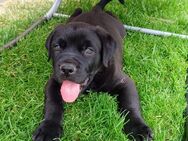 Süße Labrador-Mix - Welpen - Günstedt