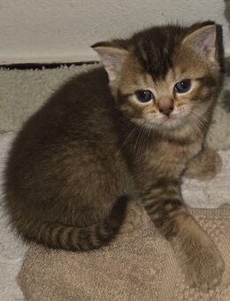 Süße reinrassige Bkh Kitten - Ulm