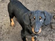 Verspielte Rauhaardackelhündin Milla# - Essen