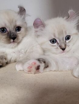 Ragdoll Waldkatze American Curl Kitten - Neißeaue