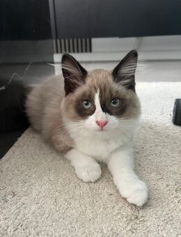 Ragdoll Katze - Göttingen