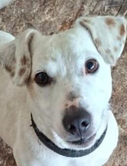 Josef, geb. ca. 10/2023, GRIECHENLAND - Euskirchen