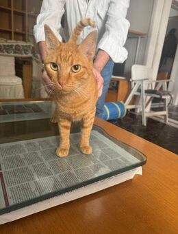 Carlo aus dem Tierschutz - Grevenbroich