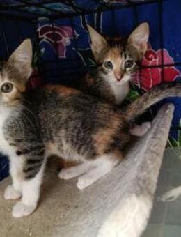 Malina und Ljuba aus dem Tierschutz - Grevenbroich