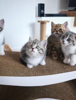 Kitten BKH Main Coon Mix - Blomberg (Nordrhein-Westfalen)