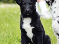 Kuschelbedürftiger Border Collie - Mudi Mix - Havixbeck