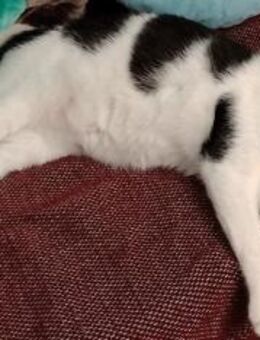 Kater BILLY (teilweise blind) - Köln